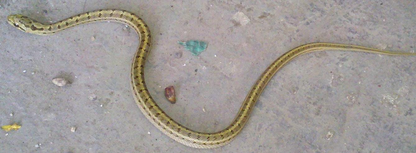 被蟒蛇吞进肚子能否用刀自救实验,你被蟒蛇吞下能用刀自救吗