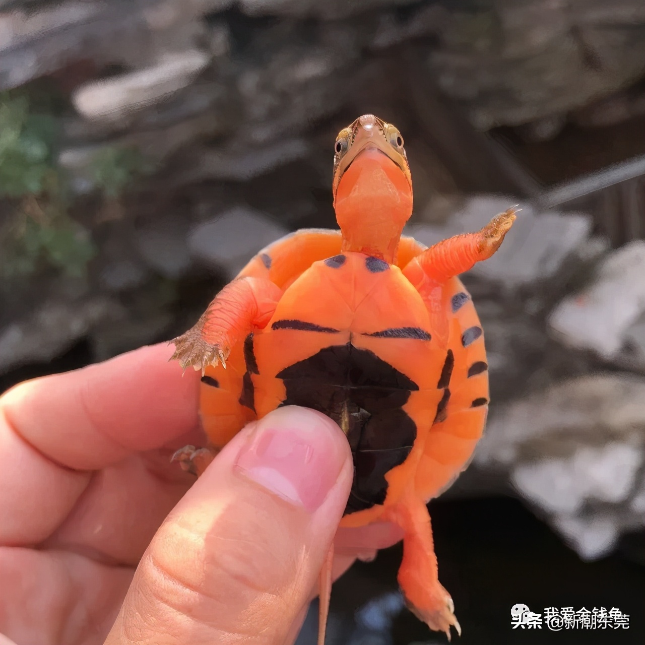 金钱龟不吃东西怎么办还不愿意动,金钱龟突然不吃东西怎么办