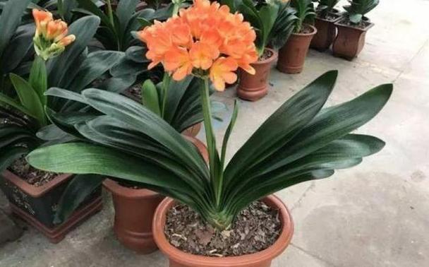 锯末发酵的养花肥料有哪些,喜欢养花就避免不了虫害