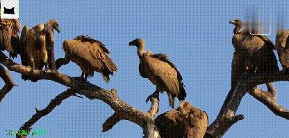 金雕的爪力大还是秃鹫的爪力大,秃鹫金雕与赤狐抢夺岩羊弱肉强食