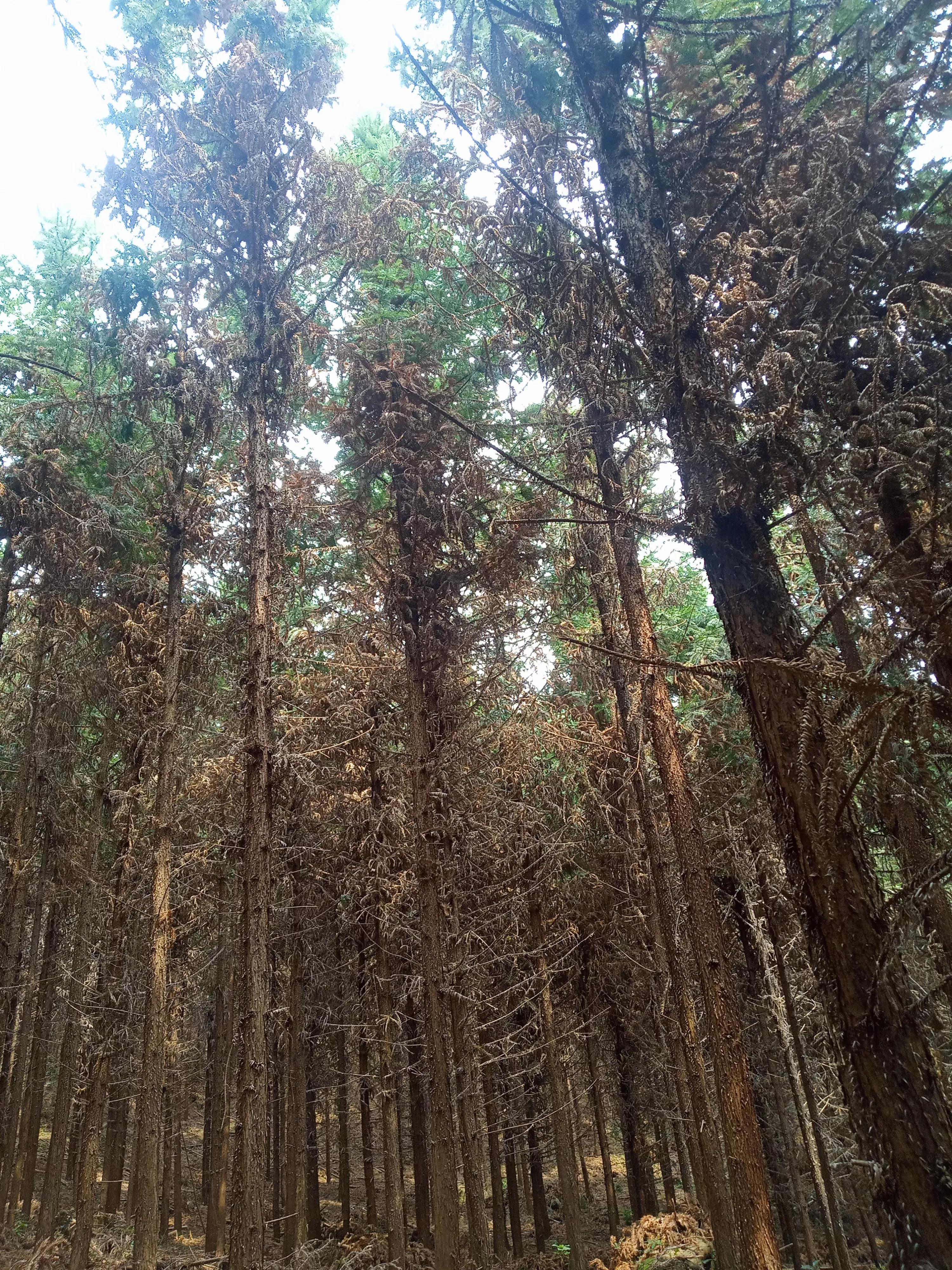 黄精是林下种植还是裸露种植,杉木林下可以种黄精吗