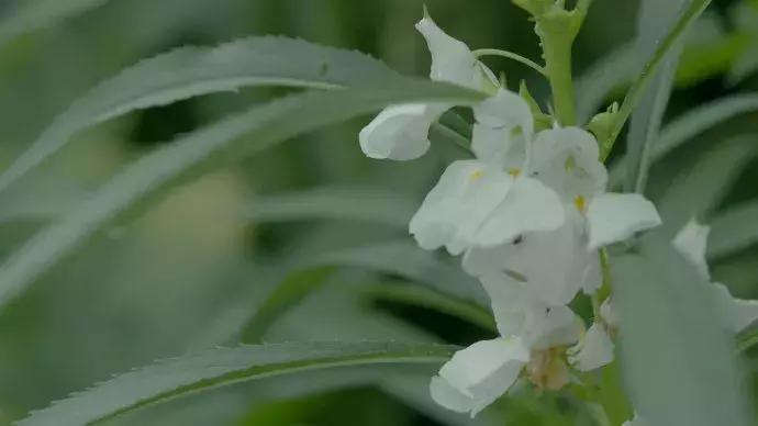 一日慎独则心安日日精进,日日精进人生