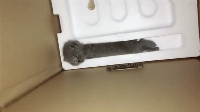 猫咪是液体做的？主人以为泡沫盒里多了根棍子，仔细一看竟是只猫