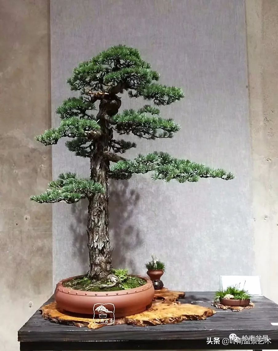 寒松纵老风骨在——赏松杂谈