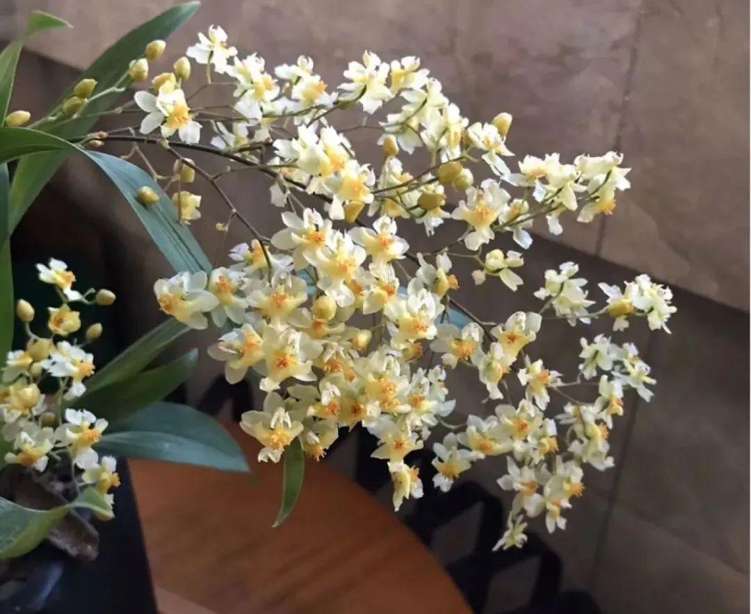 耐寒又好养的香水花,家里可以养法国香水花