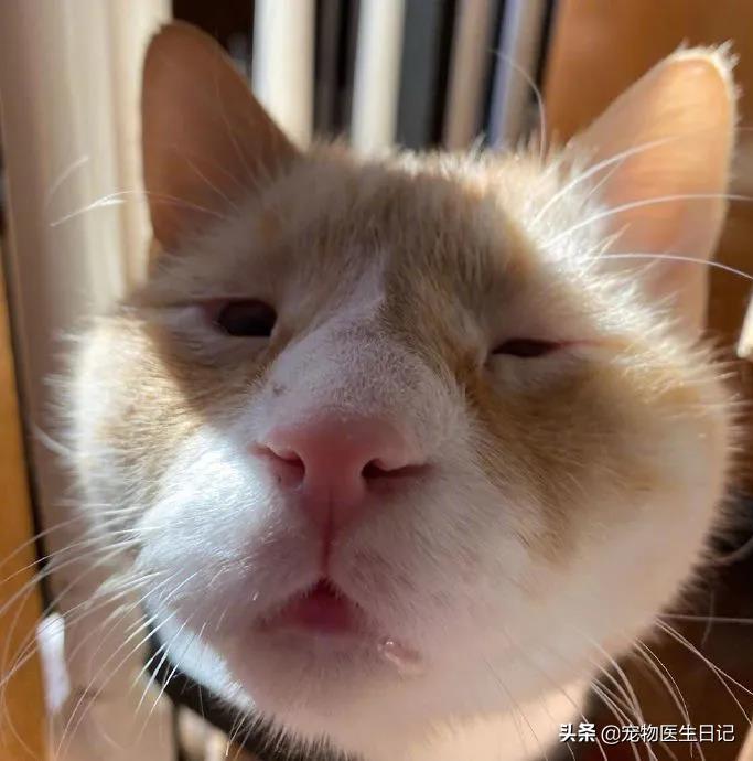 盘点猫咪中最可爱的,这些猫咪小时候多可爱长大有多帅