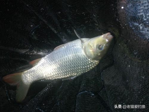 夜钓小故事大全集,为什么夜钓钓到死鱼必须收竿走人