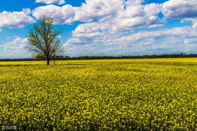 黄花菜杀青烘干,黄花菜用什么药杀青