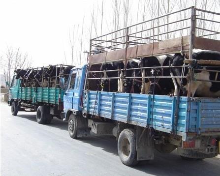 买牛一定要找中介吗,买牛找牛中介靠谱吗