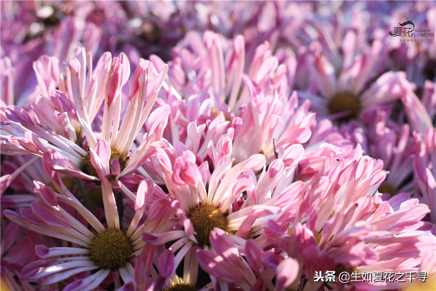东湖公园菊花展今天还有开放吗,深圳东湖公园菊花展图片