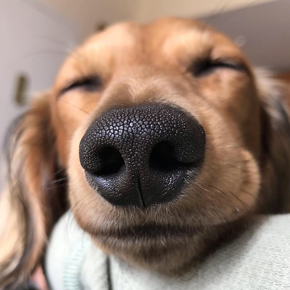 养狗的10个基本常识,养狗这50条小知识主人们都知道吗