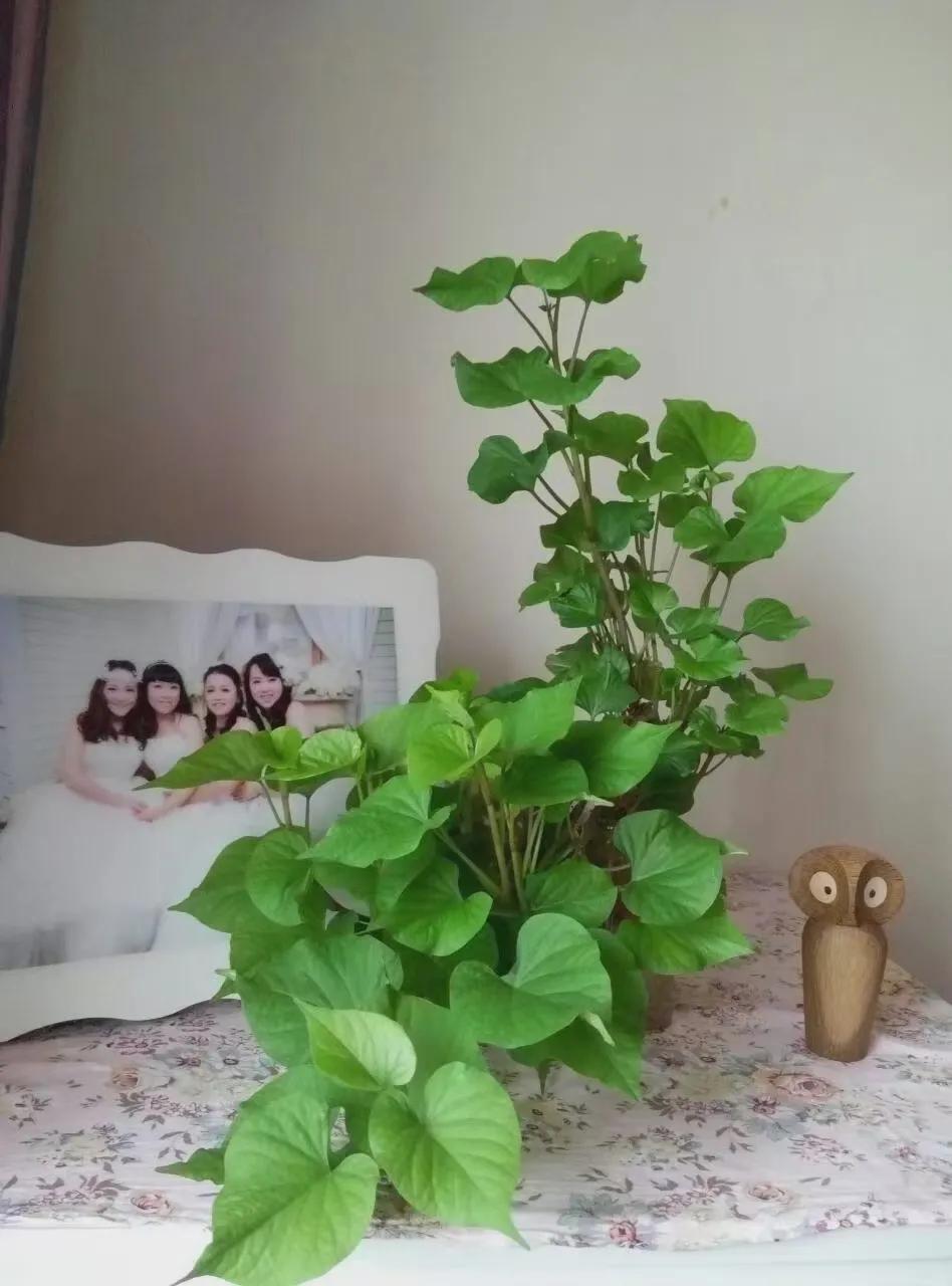 把红薯当绿植养,把红薯当花种