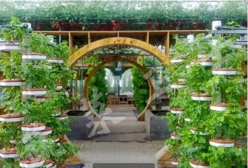 西红柿无土栽培技术,无土栽培分为哪两类