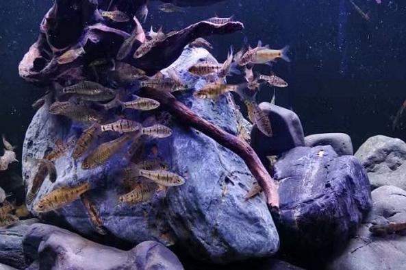 观赏鱼喂鱼粮好还是丰年虾好,观赏鱼喂干食还是红线虫好