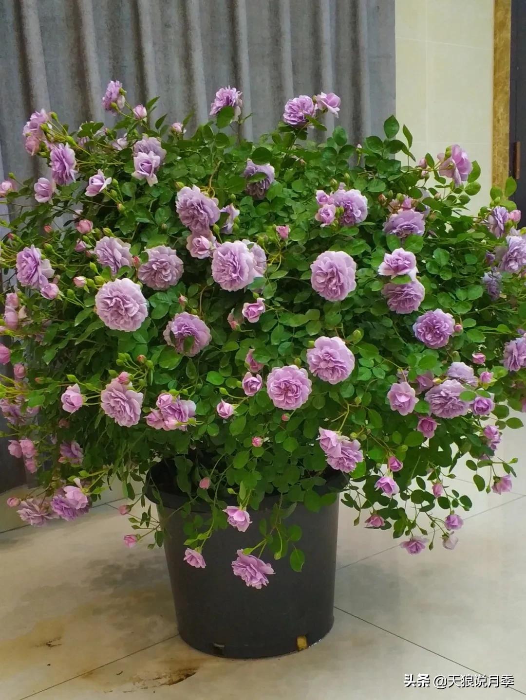 花友家的春花都开爆爆爆了，快来云赏花！（上）