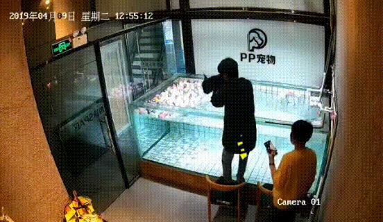 法斗潜水淹死了,法斗在宠物医院洗澡意外死亡后续