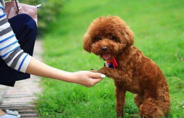 泰迪犬的优点和缺点分别是什么,泰迪犬好养吗都该注意什么