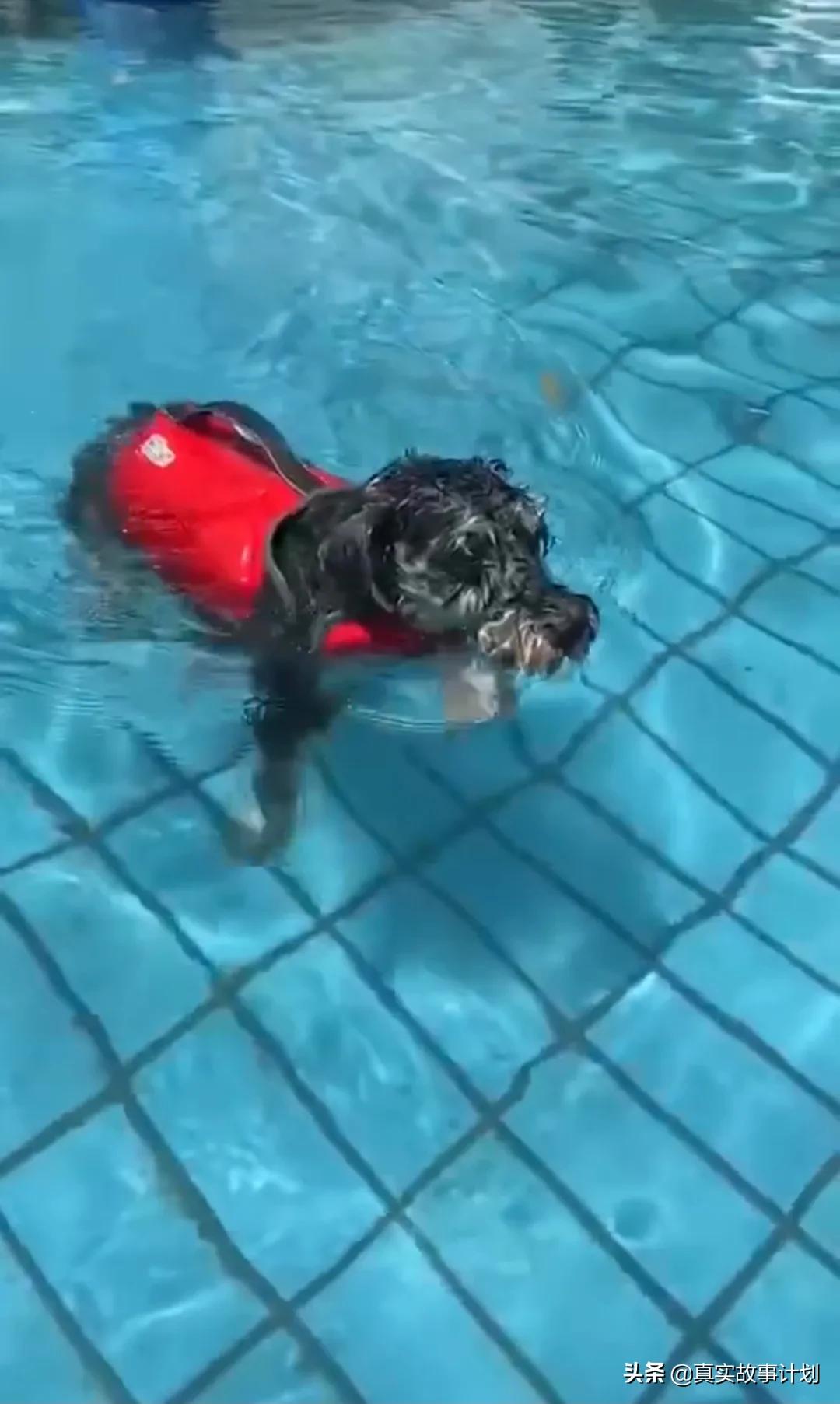 宠物减肥课程价目表,宠物私教一节5000元减肥课