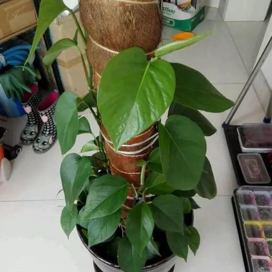 绿萝怎么造型更好看,大绿萝怎么做造型好看