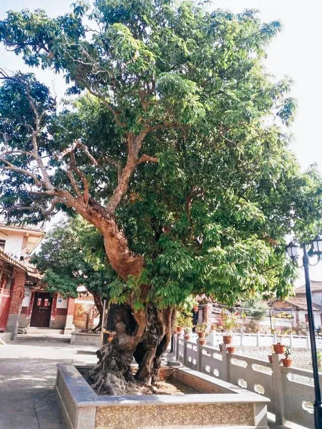 荔城无处不荔枝翻译,荔城无处无荔枝