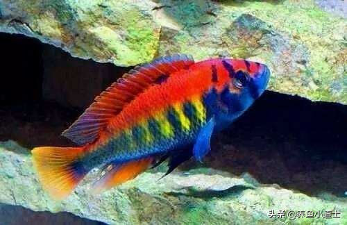 三湖慈鲷名字由来指哪三湖,三湖慈鲷可以和三湖孔雀混养吗