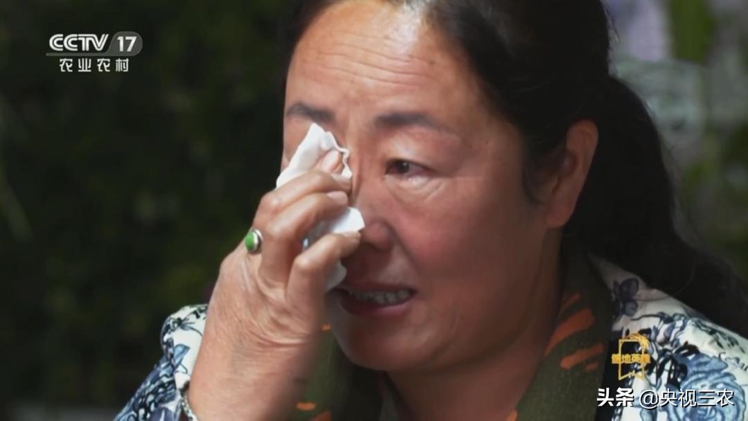 荒漠变绿洲不怕苦也不认命,荒漠变绿洲24年种下300万棵树