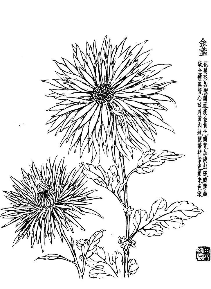 菊花白描基础花瓣的画法,白描菊花用笔