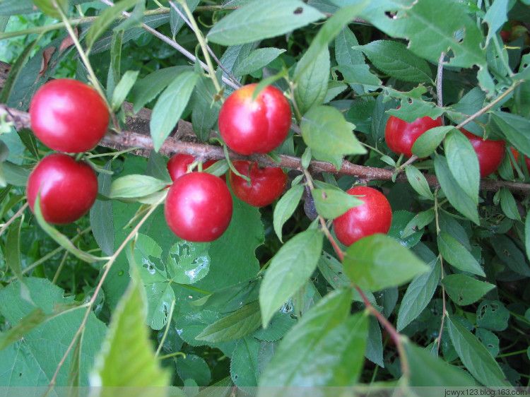 欧李，老家特有的山珍