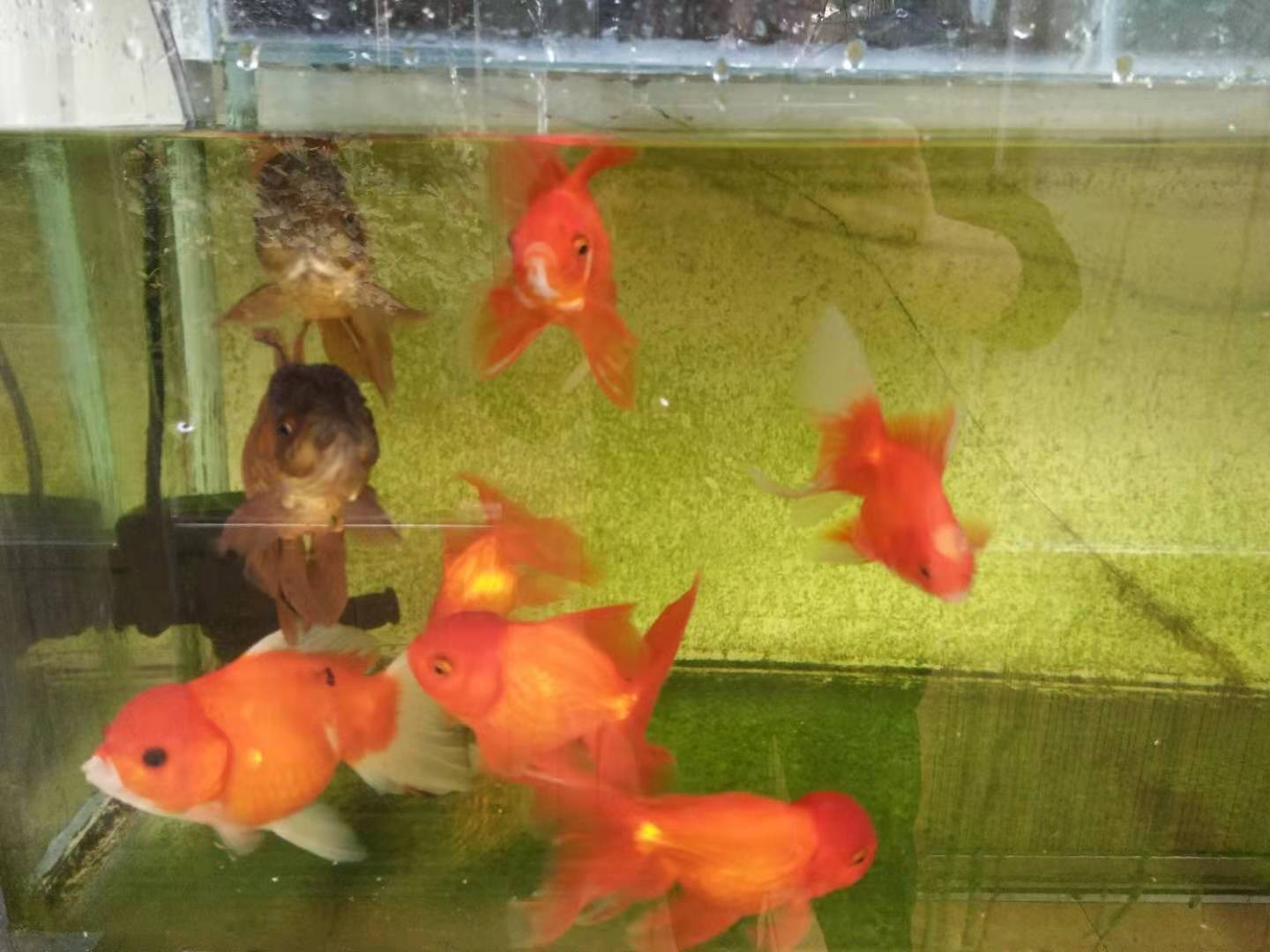 硝化细菌能在32度水温里存活吗,鱼缸水质怎么快速培养硝化细菌