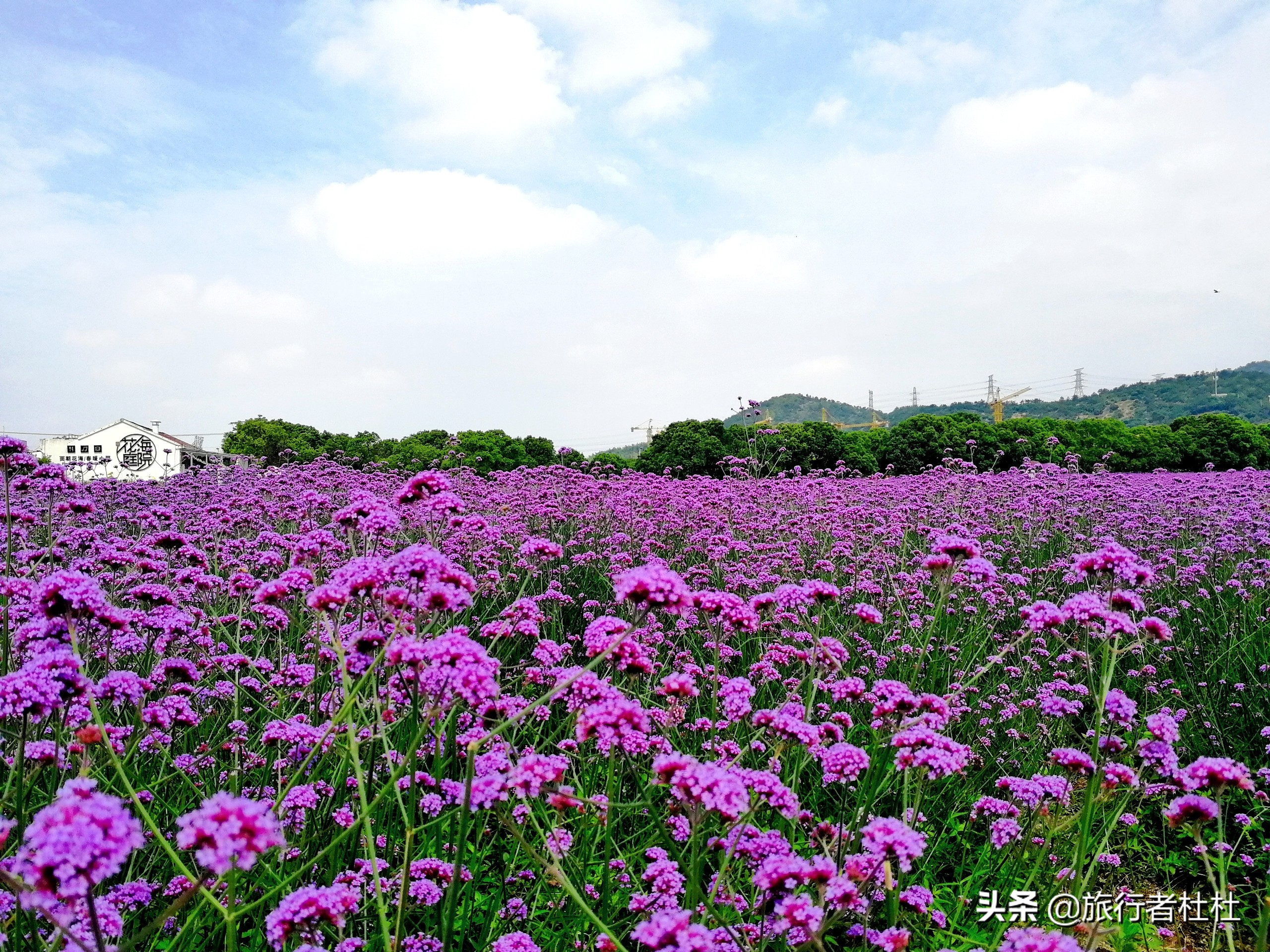 江北荪湖马鞭草花园,荪湖马鞭草花海要买票吗