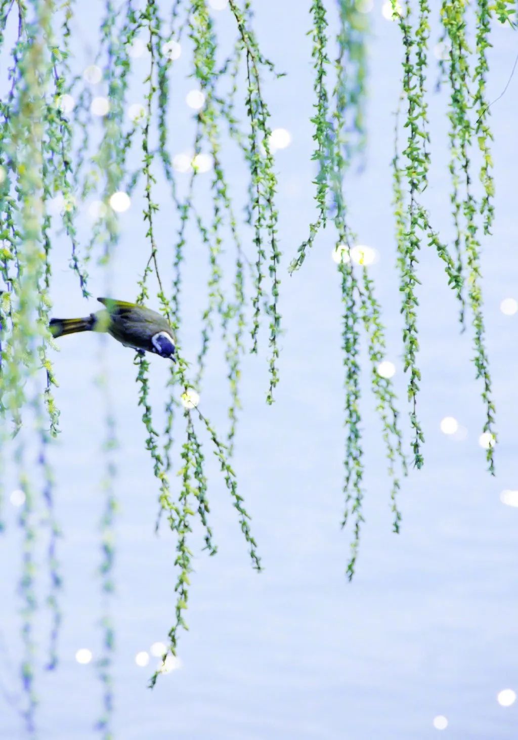 何不归去做个闲人,闲来无事做个闲人