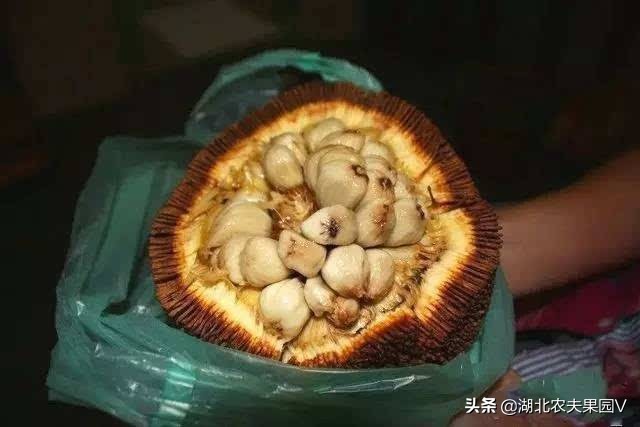 又细又长像菠萝蜜的果子,长得像菠萝蜜一样的面包果能吃吗