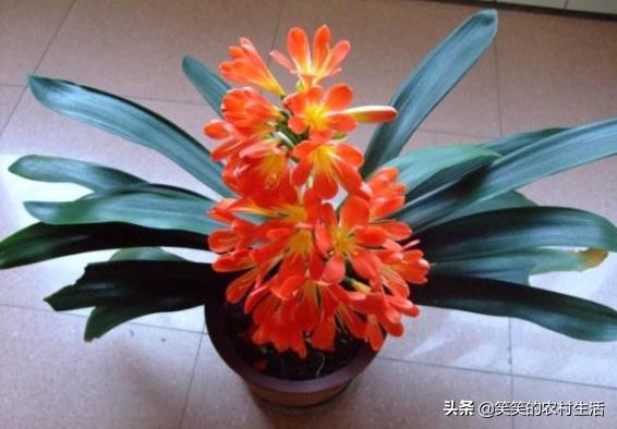 君子兰如何浇水小视频,君子兰怎么浇水的正确方法