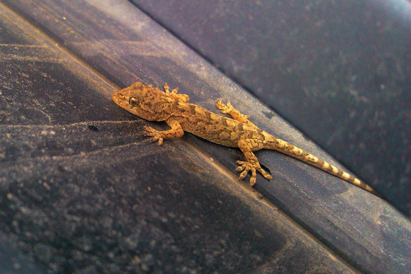 壁虎为什么被列为五毒之一,壁虎无毒却为什么是五毒之一