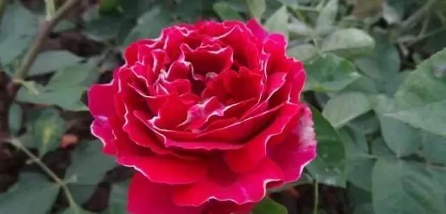 100种玫瑰花品种大全,玫瑰花有哪些品种大全