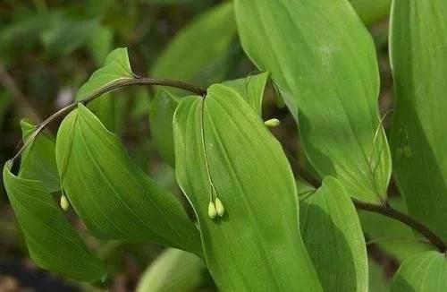 类似黄姜药材的植物,跟黄姜长得一模一样的植物