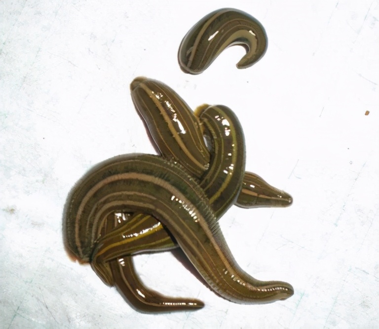 水蛭的学名是蚂蝗吗,蚂蟥和水蛭土名字