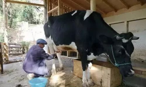 他在大理租下23个足球场大的地方，种菜、养牛、建农场日子过成诗