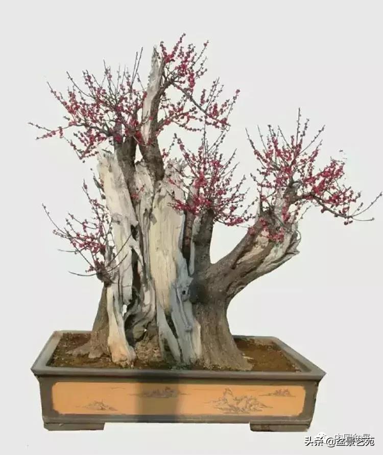 赏梅花十首最好的诗,最经典的梅花十绝