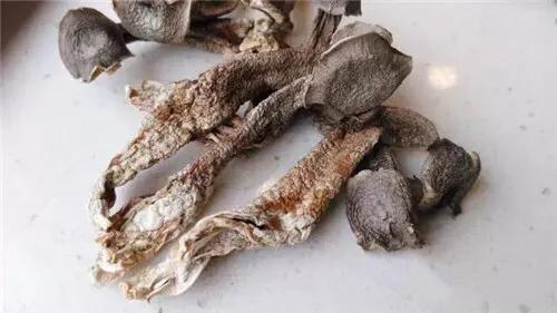 这种菌一带到广州一下子！鹿茸菌#2019生机大会#