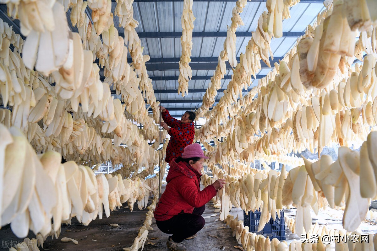 适合农村创业的最新致富项目,平原地区农村创业致富的好项目