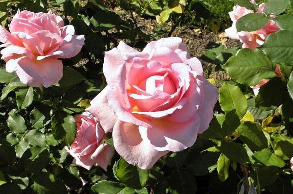 如何自制氮磷钾肥,在家如何自制氮磷钾钙肥