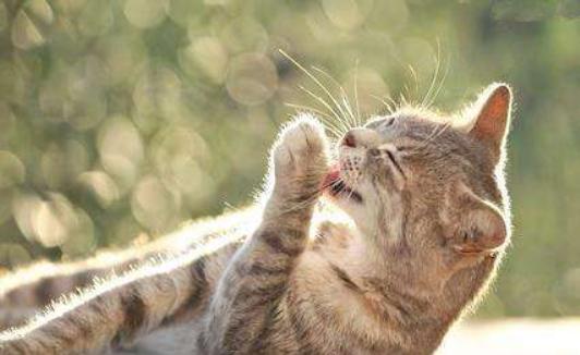猫咪舔毛是为了清洁么,猫咪舔毛时有哪些不能做的
