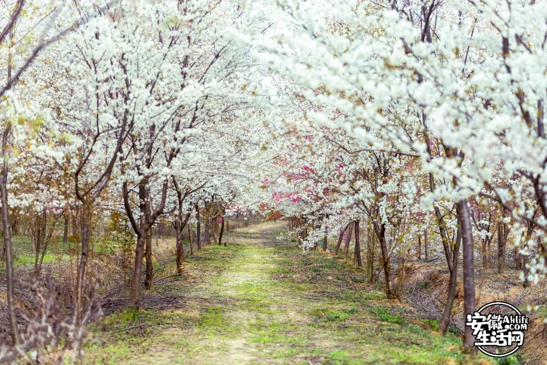 合肥最美的春天景点,合肥春天有哪些好玩的景点