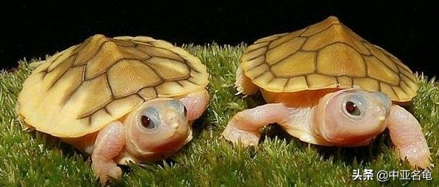新手养水龟最好养什么龟,新手养半水龟哪个品种好