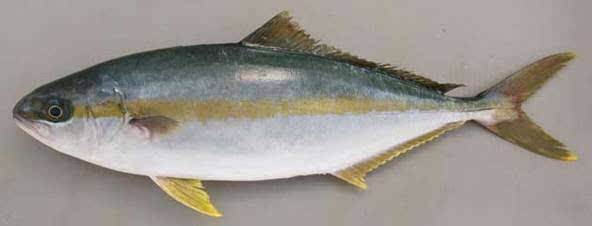 大连长海县海鲜自助,长海县海鲜预订