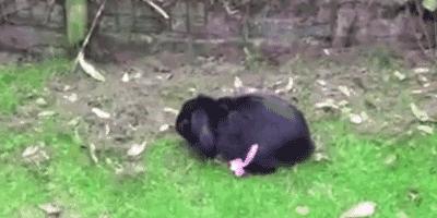 兔女郎的由来，没想到看似单纯的兔子原来这么“色”