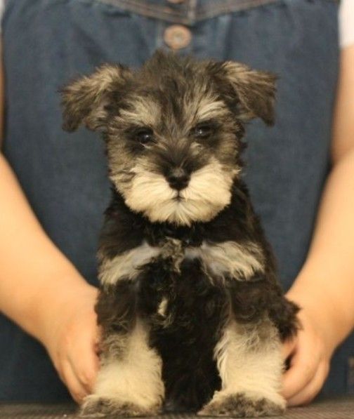 宠物狗品种大全热门宠物排行,长耳朵黑黄宠物狗是什么品种