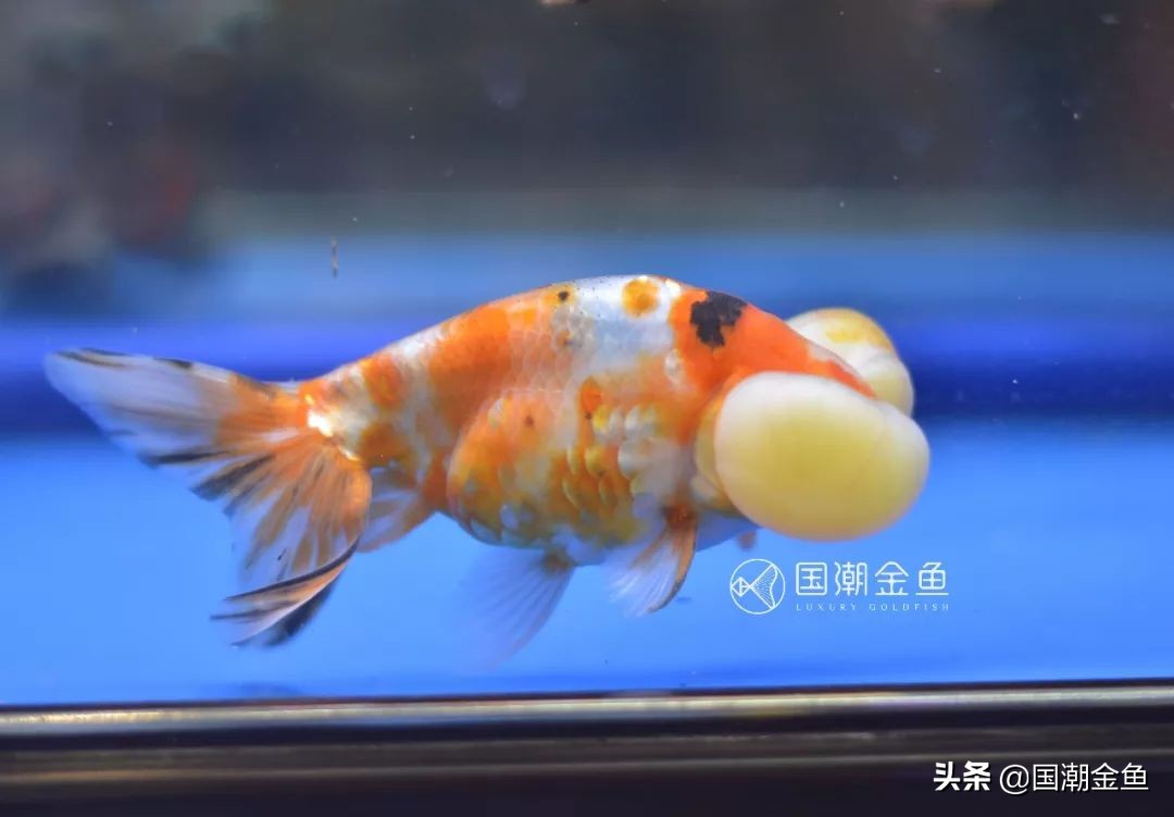 新手养草金鱼好还是金鱼好,草种金鱼的饲养技术与方法图解