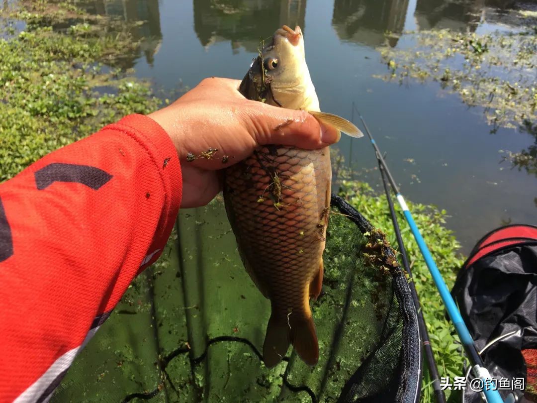 上鱼时正确的提竿方法,硬竿如何提鱼才不会跑鱼